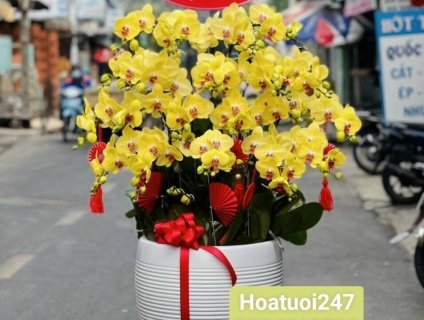 Đặt chậu Lan Hồ Điệp mừng khai trương tại Shop Hoa Tươi 247 Sài Gòn