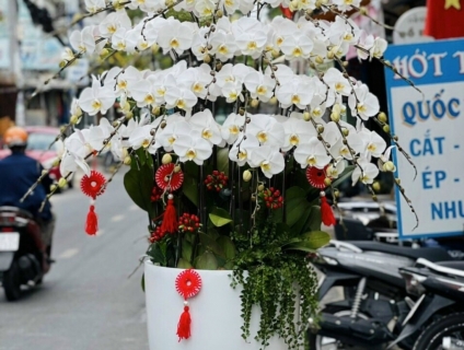Hoa Tươi 247 TPHCM chuyên bán Lan Hồ Điệp cao cấp nổi tiếng Sài Gòn
