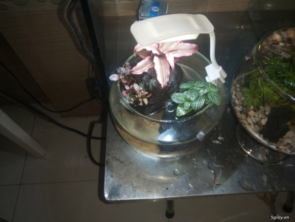 Hồ bán cạn, thủy sinh mini đầy đủ  phụ kiện. 450k