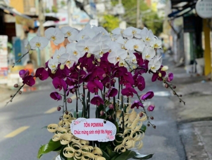 Chọn hoa sinh nhật bằng Lan Hồ Điệp, món quà sang trọng đẳng cấp số 1