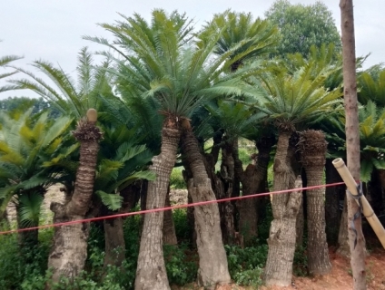 Cần bán cây thiên tuế lâu năm tại BG - 0336689899