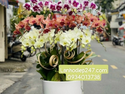 Cửa hàng Hoa Sài Gòn 247 là địa điểm đặt hoa uy tín nhất Sài Gòn