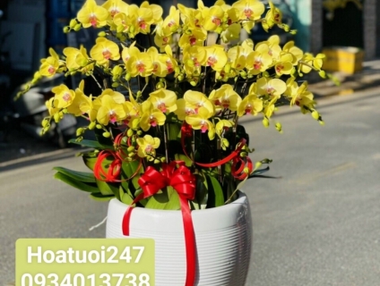 Shop Hoa Sài Gòn 247 chuyên Lan Hồ Điệp - Hoa của quý doanh nhân
