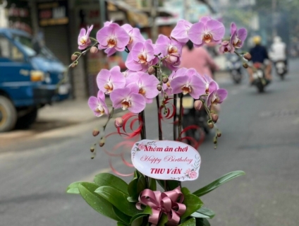 Mẫu Lan Hồ Điệp hot tặng khai trương tân gia tại Shop Hoa 247 TPHCM