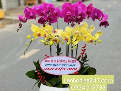 Mua Lan Hồ Điệp cao cấp tại Shop Hoa Sài Gòn 247 chất lượng số 1 TPHCM