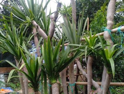 Bán cây phát tài núi lâu năm tại Nam Định - 0336689899