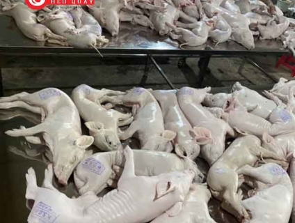 Heo sữa sống giá ưu đãi tại khu vực Hồ Chí Minh và Đà Nẵng