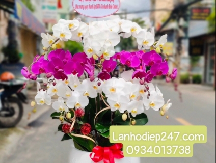 Tặng Hoa khai trương bằng Lan Hồ Điệp, Món quà tinh tế ý nghĩa sâu sắc