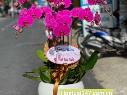 Shop Hoa Sài Gòn 247 cung ứng lan Hồ Điệp uy tín chất lượng cao