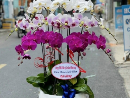 Cửa hàng hoa tươi Lan Hồ Điệp VIP nhất Sài Gòn - Shop Hoa 247 TPHCM