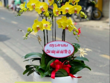 Chậu Lan hồ Điệp mừng khai trương - Món quà đẳng cấp thời thượng