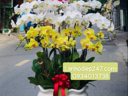 Những mẫu Lan Hồ Điệp gây sốt đầu năm 2022 tại Hoa lan 247 Sài Gòn