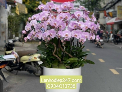 Vườn Lan Hồ Điệp Sài Gòn 247 chuyên dịch vụ hoa tươi số 1 tphcm