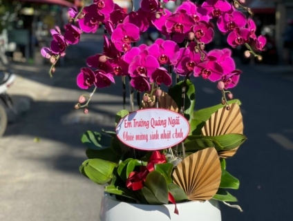 Shop Hoa Sài Gòn 247 chuyên Lan Hồ điệp đa dạng màu sắc mới lạ đẹp mắt