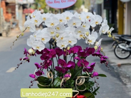 Shop Hoa Lan Hồ Điệp tphcm đẹp cao cấp uy tín chất lượng số 1 tphcm