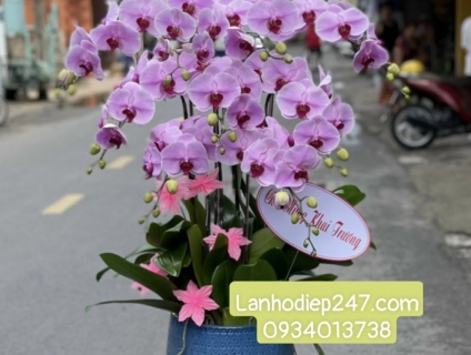 Cửa hàng Hoa Lan Hồ Điệp luôn đông khách tại Sài Gòn - Hoa Tươi 247