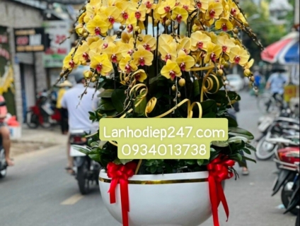 Những chậu Lan Hồ Điệp ngọt ngào đắm say hàng triệu trái tim yêu hoa