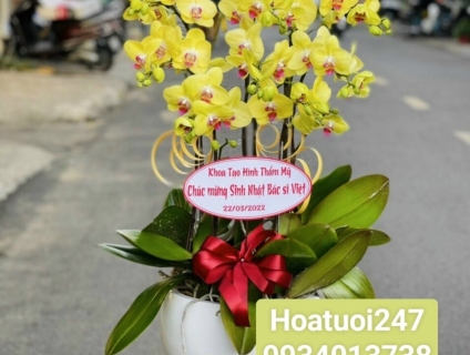 Lạc vào mê cung Lan Hồ Điệp giữa lòng Sài Gòn tại Hoa Tươi 247 TPHCM