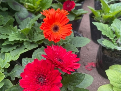 cây hoa đồng tiền lùn