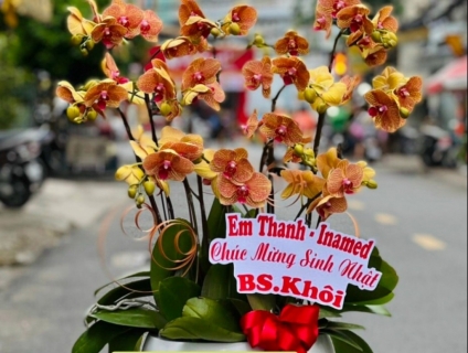 Khám phá những mẫu Lan Hồ Điệp đẹp-độc-lạ tại Shop Hoa Lan TPHCM 247