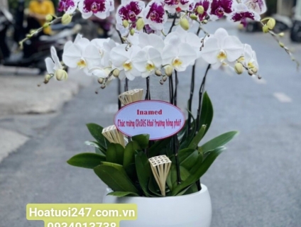 Mua Lan Hồ Điệp tại quận 2 - Đặt hoa tại Hoa Tươi 247 Sài Gòn Freeship
