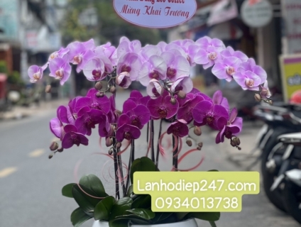 Lan Hồ Điệp VIP tại quận 7? Đặt hoa tại Hoa Lan 247 Sài Gòn Freeship