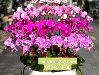 Shop hoa lan hồ điệp tại quận 7 - Hoa Tươi 247 TPHCM uy tín chất lượng