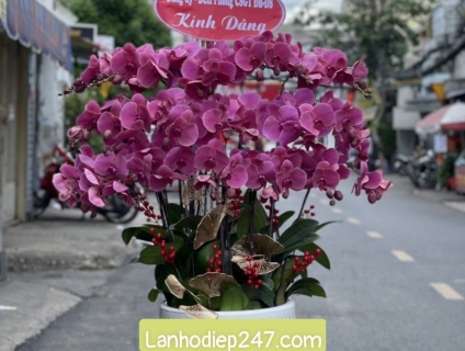 Shop Hoa Tươi TPHCM 247 chuyên phân phối Lan Hồ Điệp Đài Loan cao cấp
