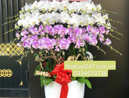 Tìm mua Lan Hồ Điệp VIP tại Sài Gòn - Shop Lan TPHCM 247 cao cấp số 1