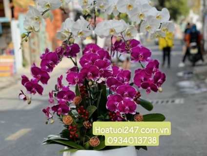 Khám phá những chậu lan Hồ Điệp bestseller tại Shop Hoa Sài Gòn 247