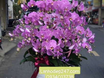 Chậu Lan Hồ Điệp mừng khai trương không thể bỏ lỡ tại Hoa 247 Sài Gòn