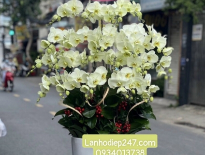 Mua Lan Hồ Điệp cao cấp ở Sài Gòn - Shop hoa tươi 247 uy tín HÀNG ĐẦU