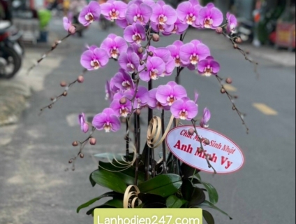 Shop Lan Hồ Điệp chất lượng tphcm - Hoa lan tphcm 247 uy tín tận tình