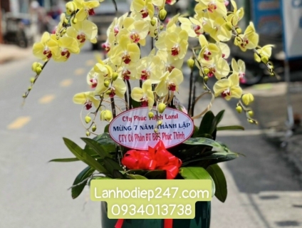 Shop Lan Hồ Điệp chuẩn chất lượng số 1 tphcm - Shop Hoa Sài Gòn 247