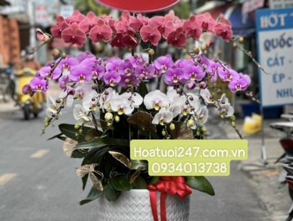 Đặt mua lan hồ điệp cao cấp chất lượng tphcm tại 247 FLOWER Sài Gòn