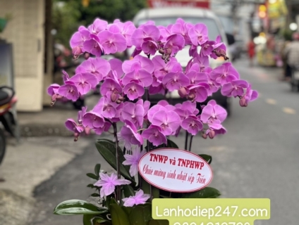 Nhà cung cấp Lan Hồ điệp cao cấp lớn nhất Sài Gòn - Hoa Lan 247 TPHCM