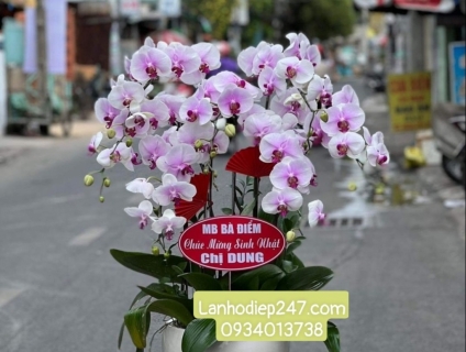 Shop Hoa Sài Gòn 247 chuyên cung cấp Lan Hồ Điệp Đài Loan cao cấp