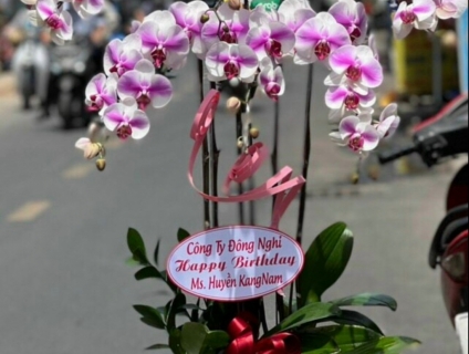 Những chậu Lan Hồ Điệp tím nổi bật nhất tại Hoa Tươi 247 TPHCM