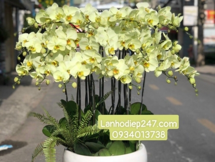 Những mẫu Lan Hồ Điệp vàng ấn tượng khó cưỡng tại Hoa 247 Sài Gòn