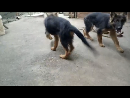 Chó Becgie thuần chủng 3 tháng tuổi