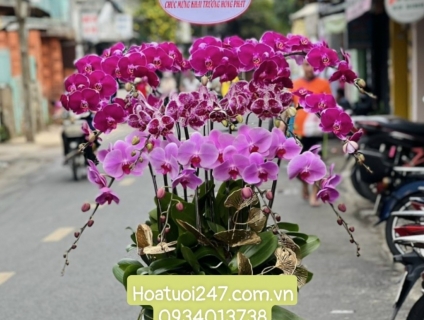 Shop hoa 247 tphcm chuyên các loại lan hồ điệp Đà Lạt cao cấp uy tín
