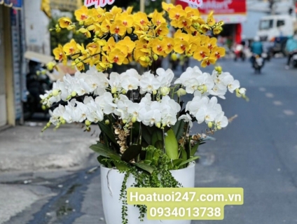 Nơi bán Lan Hồ Điệp cao cấp giá rẻ nhất tphcm - Shop hoa 247 Sàì Gòn