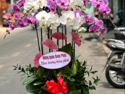 Shop hoa lan hồ điệp tại tphcm cao cấp giá sỉ chất lượng hàng đầu