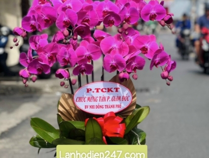 Địa chỉ mua hoa lan hồ điệp Apollo cao cấp uy tín tại Sài Gòn