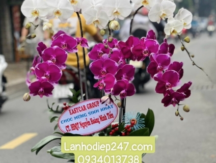Mua lan hồ điệp cao cấp tại tphcm ở đâu? Đặt ngay Shop Hoa Lan 247