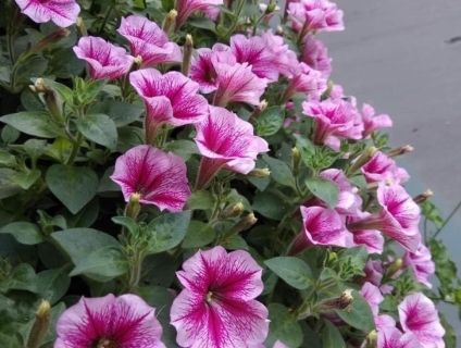 ý nghĩa cây giống hoa dạ yến thảo