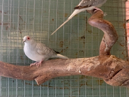 Chim cu gáy kim cương Hà Lan ( Daimond Dove )