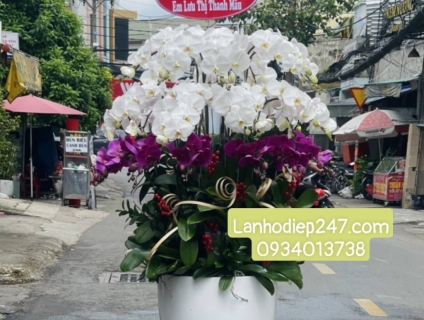 Tư vấn bí quyết tặng hoa theo phong thủy từ Shop Hoa Lan TPHCM 247