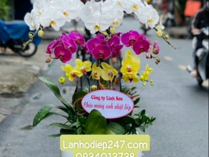 Shop lan hồ điệp đẹp siêu cao cấp dành cho dân văn phòng