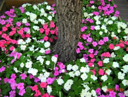 cây giống hoa ngọc thảo